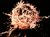 Coloured SEM of normal T-lymphocyte