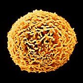 F/col SEM of a neutrophil