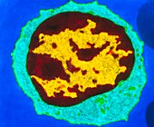 Coloured TEM of a T-lymphocyte white blood cell