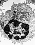 TEM of frog leucocyte