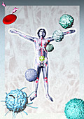 Immune system components