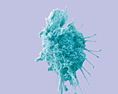 Dendritic cell,SEM