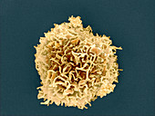 White blood cell,SEM