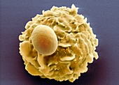 Phagocytosis of a yeast spore,SEM