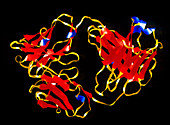 Molecule of an immunoglobulin G1 antibody
