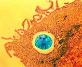 Coloured TEM of macrophage eating bacterium