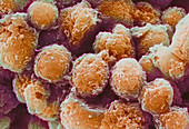 Monocyte white blood cells,SEM