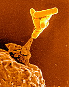 Neutrophil cell and bacteria,SEM