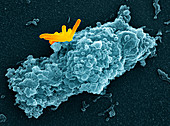 Macrophage engulfing bacteria,SEM