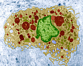 Macrophage cell,TEM