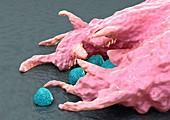 Macrophage engulfing bacteria,artwork