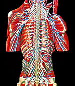 Coloured artwork of spinal column & spinal nerves