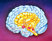 Artwork of brain: opiate drug receptor sites