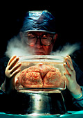 Dr White examining frozen brain