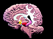 Computer 3D image of the brain,digital anatomy