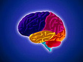 Computer artwork of human brain in side view