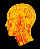 Coloured artwork of the human brain (side view)