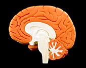 Model of a section through a healthy human brain