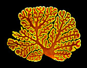 Cerebellum structure,light micrograph