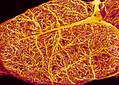 Rat brain blood vessels,SEM