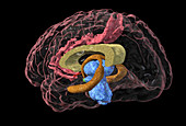 Brain limbic system,3-D MRI scan