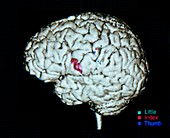 Computer image of brain-hand control from MEG scan