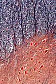 Light micrograph of human spinal cord
