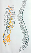 Illustration of the spine and spinal nerves
