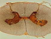 LM of a cross section of a spinal cord
