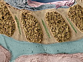 Foetal spinal column