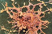 Coloured SEM of an oligodendrocyte nerve cell