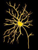 Computer artwork of a multipolar nerve cell