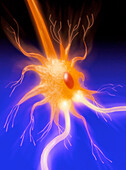 Computer graphic of a motor neuron nerve cell