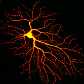 Nerve cell