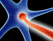 Nerve synapse formation