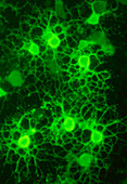 Oligodendrocyte nerve cells