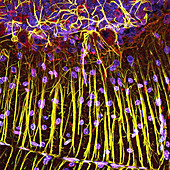 Cerebellum tissue,light micrograph