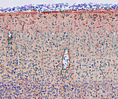 Brain cortex tissue,light micrograph