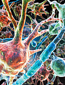 Glial cells,computer artwork