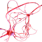 Nerve cells,computer artwork