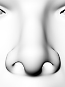 Nose