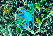 Coloured SEM of rat olfactory epithelium surface