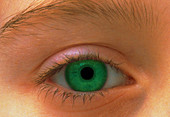 Close-up image of a young girl's green eye