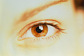 Woman's healthy brown eye