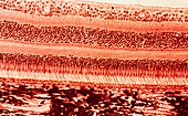 Photomicrograph of mammalian retina