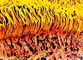 Coloured SEM of a section through the human retina