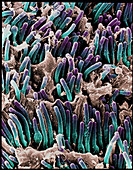 Coloured SEM of rod cells in the retina of the eye