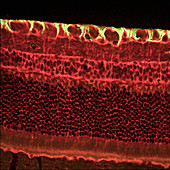Retina,light micrograph