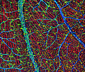 Retina blood vessels and nerve cells