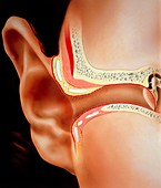 Artwork of section through human ear